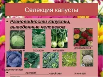 презентация темата