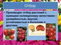 презентация презентация