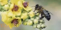 характеристики bortevaya