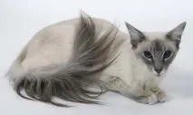 балийска