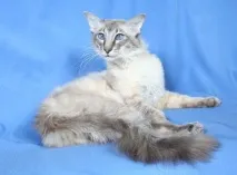 балийска