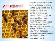 Апітерапія - Презентація 27551-15 27551-15