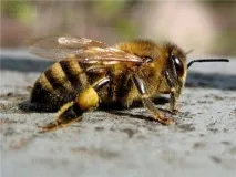 Башкирська бджола (Бурзянська), зовнішній вигляд, особливості, спосіб життя, як відрізнити зовнішній