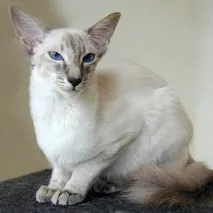 котка