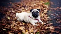 Мопс - Mops може