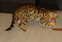 бенгалското коте бенгалско