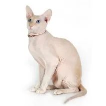 моят Тези котки