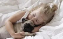 Мопс - Mops mops