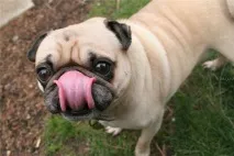 Мопс - Mops мопс