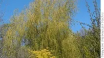 храсти библейски
