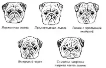 Мопс - Mops може