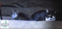 звідки