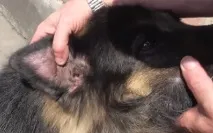 ушни кучета