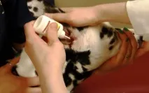 кучета причини