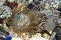 Боротьба з айптазіями (скляними трояндами) у морському акваріумі айптазіями