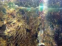 Боротьба з айптазіями (скляними трояндами) у морському акваріумі айптазіями