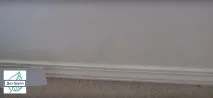 блохи