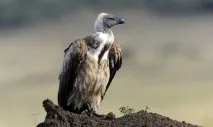 кондори прочетете
