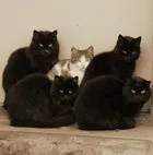 котенца стихотворения