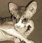 котенца стихотворения