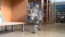 Ділові коти коти