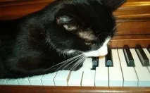 Ділові коти його