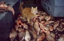 Ділові коти коти
