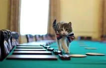 Ділові коти коти