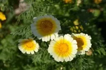 двуполови тръбни семейство Asteraceae