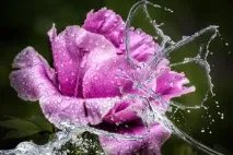 Квітник у питаннях та відповідях від Флоріум - посадка, догляд, фото, як виростити та зібрати врожай відповідях