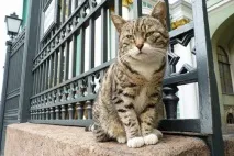Ділові коти кота