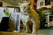 Ділові коти коти