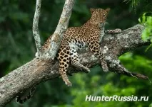 далекоизточен леопард
