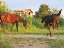 Депутати заборонили худобі гуляти вулицями Вільного заборонили