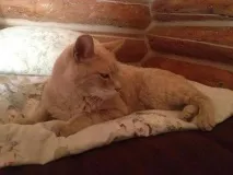 Ділові коти кота