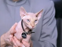 Ділові коти коти