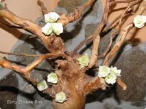 дървени тестване