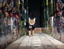 Ділові коти кота