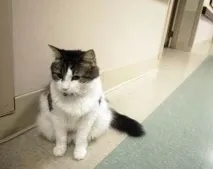 Ділові коти коти