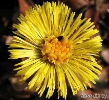 двуполови тръбни цветя семейство Asteraceae