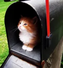Ділові коти його