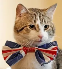 Ділові коти його