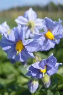 картофи храна плод
