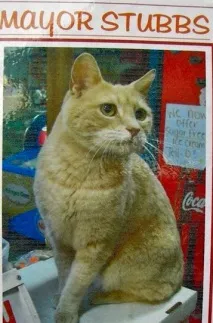 Ділові коти ділові