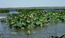 lotus valley