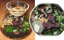 растения sweet