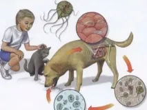 Доктор Комаровський - Лямблії у дітей симптоми та лікування, як лікувати лямбліоз симптоми
