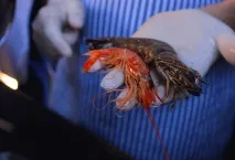 образование морски
