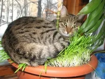 котки методи
