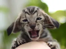 кошенят